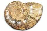 Jurassic Ammonite (Euaspidoceras) Fossil - Madagascar #349168-1